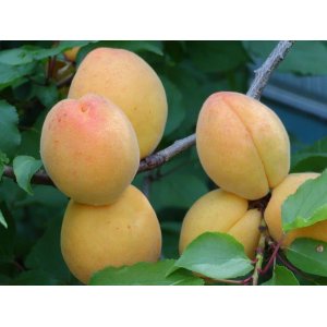 Marhuľa obyčajná (Prunus armeniaca) ´HARGRAND´ - stredne skorá, výška 170-200 cm - voľnokorenná